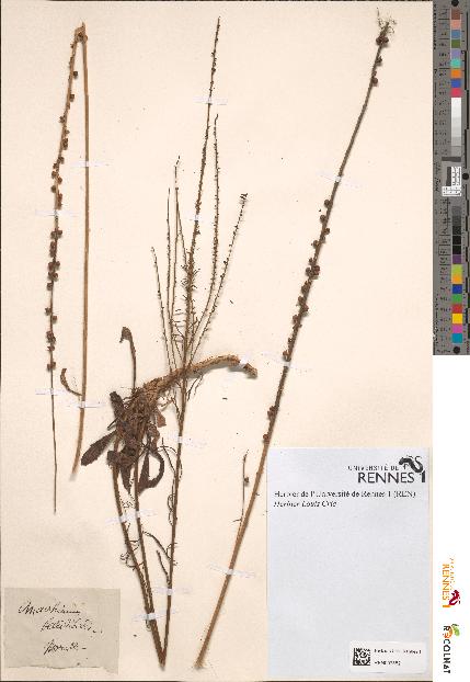 spécimen de Anarrhinum bellidioides