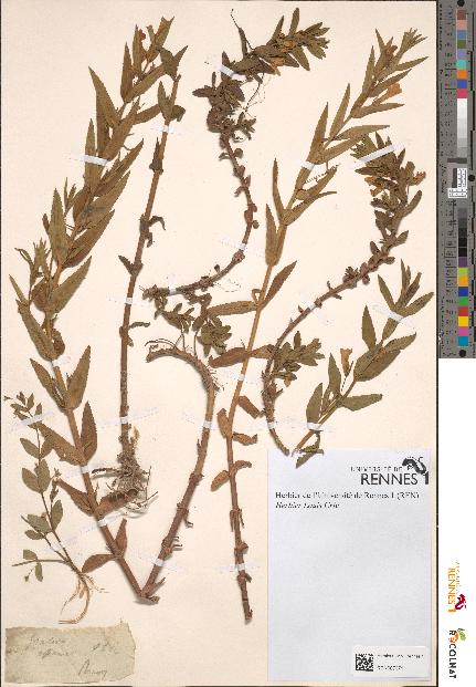 spécimen de Gratiola officinalis