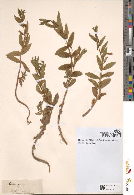 spécimen de Gratiola officinalis