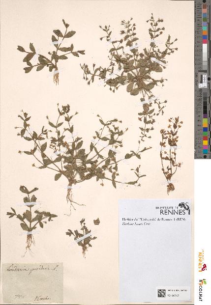 spécimen de Lindernia pyxidaria