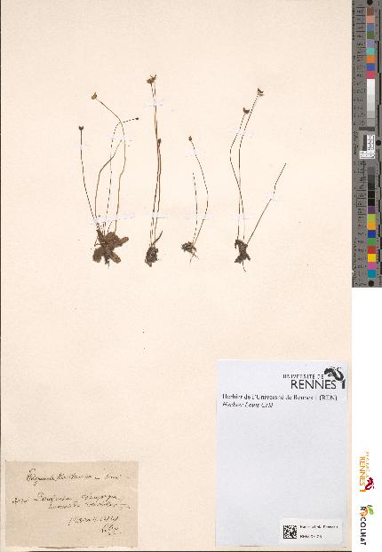 spécimen de Pinguicula lusitanica