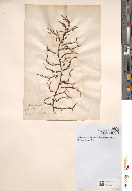 spécimen de Cystoseira prolifera