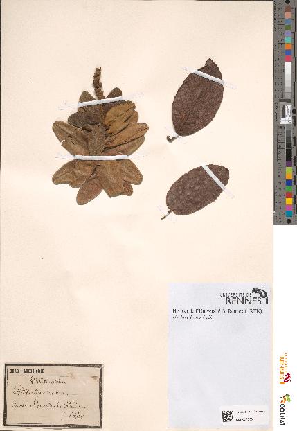spécimen de Hibbertia scabra