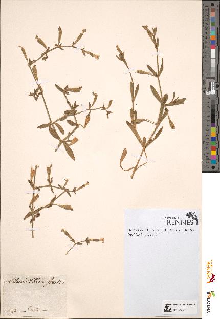 spécimen de Silene villosa
