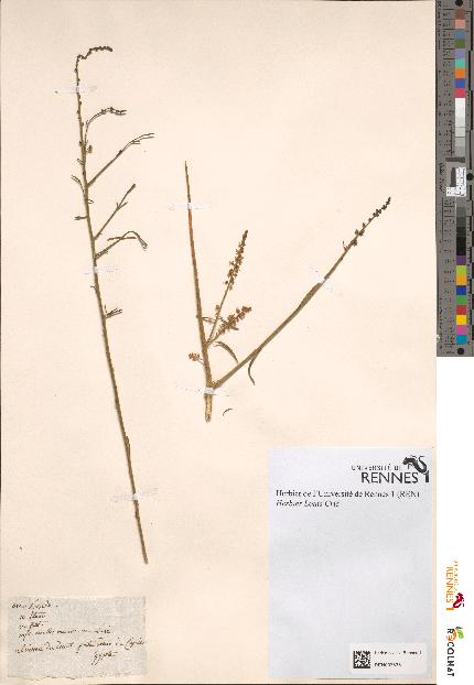 spécimen de Reseda sp.