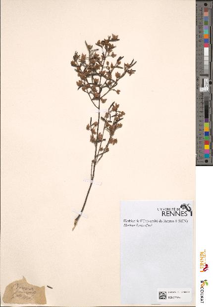 spécimen de Boronia jucunda