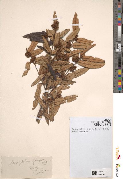 spécimen de Lasiopetalum ferrugineum