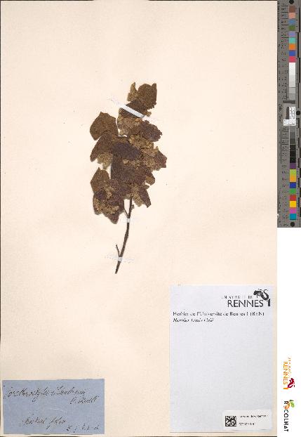 spécimen de Corethrostylis schulzenii