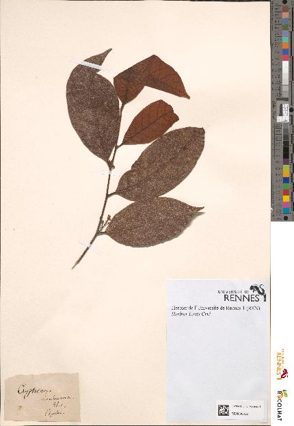 spécimen de Cryptocarya membranacea