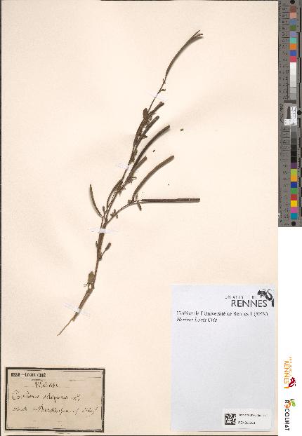 spécimen de Corchorus siliquosus