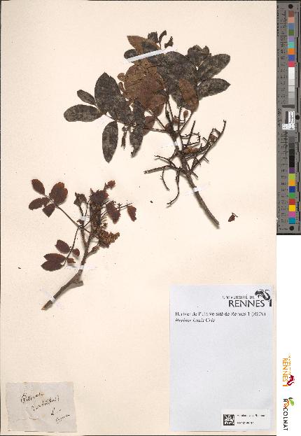 spécimen de Pistacia terebinthus