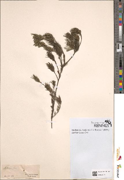 spécimen de Adenanthos sp.