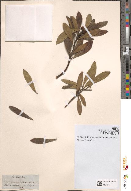 spécimen de Tasmannia aromatica