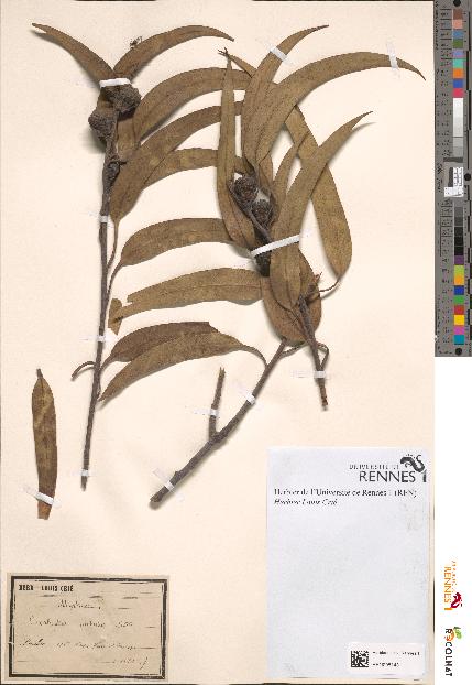 spécimen de Eucalyptus globulus