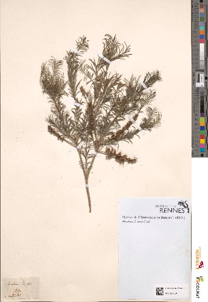 spécimen de Melaleuca ericifolia