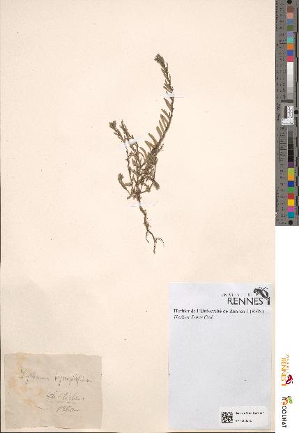 spécimen de Lythrum hyssopifolium