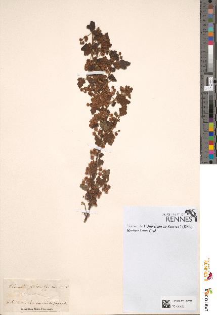 spécimen de Thomasia foliosa