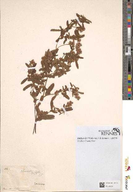 spécimen de Thomasia triphylla