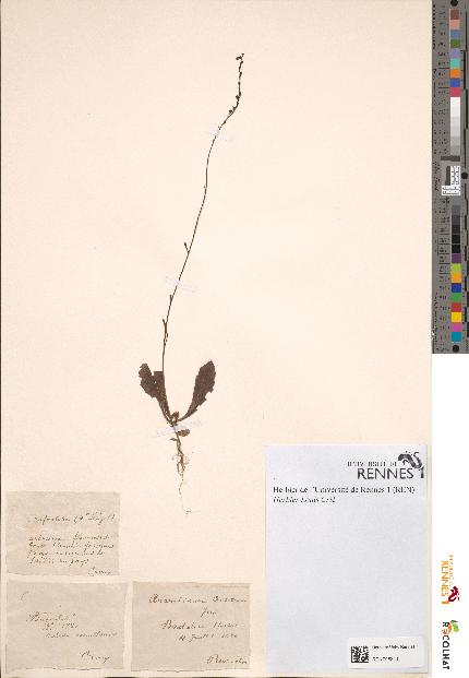 spécimen de Anarrhinum corsicum
