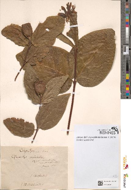 spécimen de Chimonanthus occidentalis