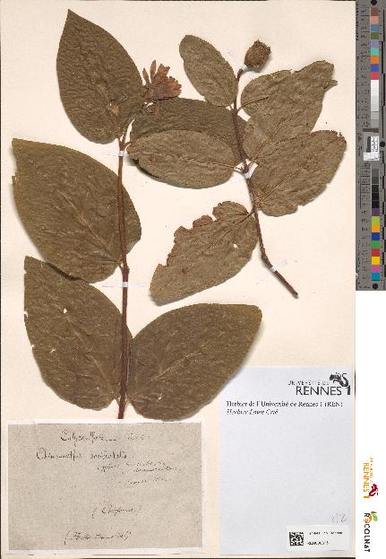 spécimen de Chimonanthus occidentalis