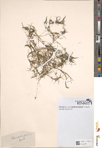 spécimen de Zannichellia pedicellata