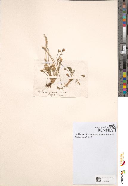 spécimen de Cardamine hirsuta
