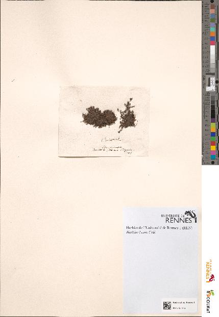 spécimen de Callitriche sp.