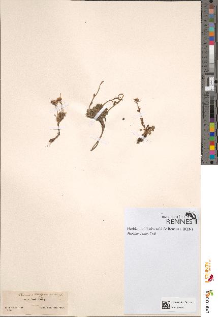 spécimen de Cardamine bellidifolia