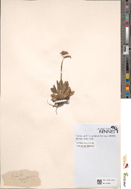 spécimen de Primula magellanica