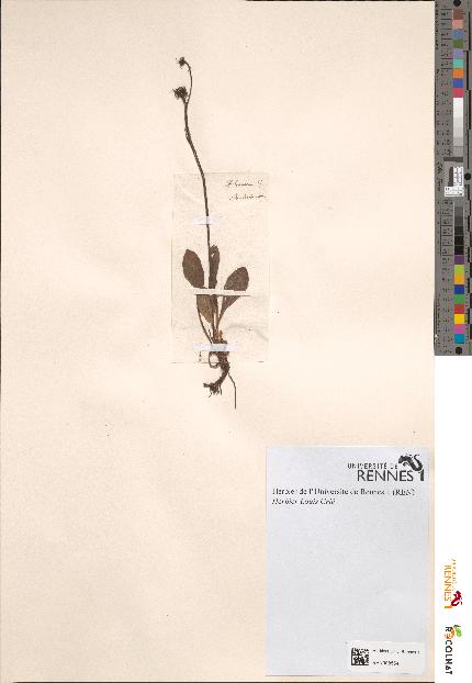 spécimen de Hieracium sp.