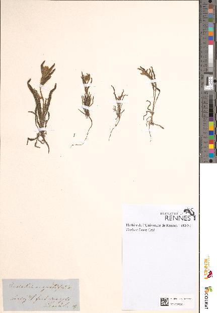 spécimen de Amsinckia angustifolia