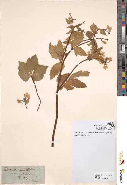 spécimen de Ranunculus aconitifolius