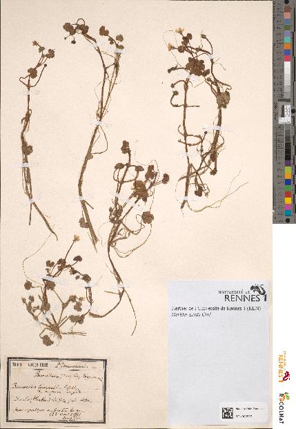 spécimen de Ranunculus lenormandii