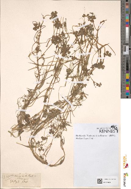spécimen de Ranunculus tripartitus