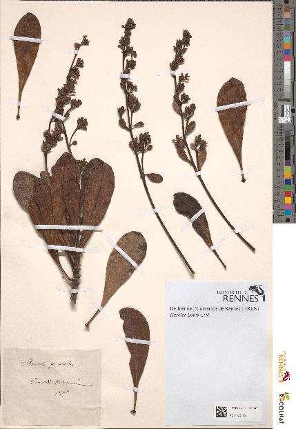 spécimen de Scaevola graveolens