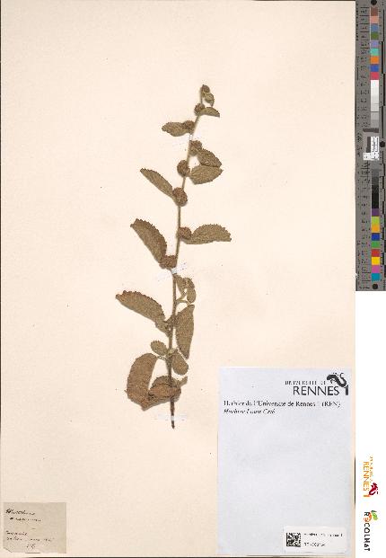 spécimen de Waltheria americana