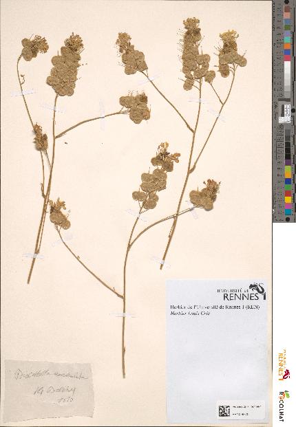 spécimen de Biscutella auriculata