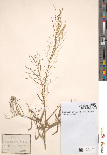 spécimen de Sisymbrium irio
