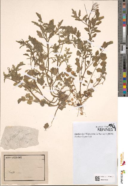 spécimen de Cardamine sylvatica