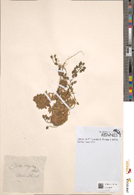 spécimen de Draba scopulorum