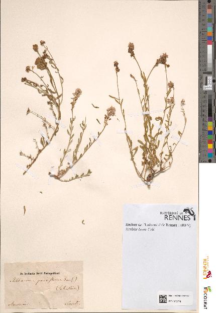 spécimen de Aethionema grandiflorum