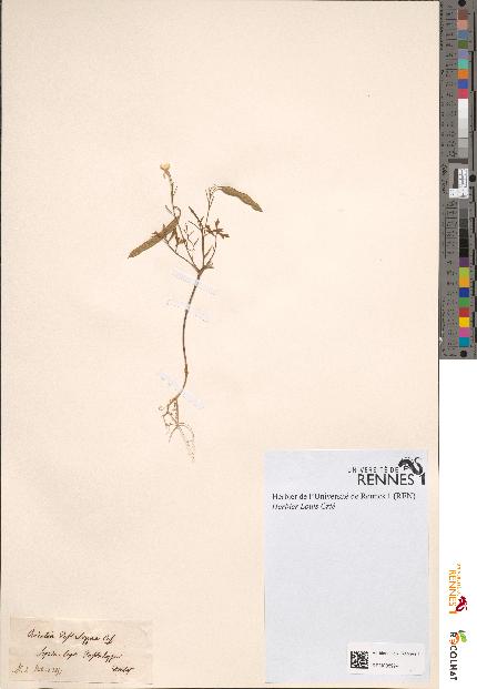 spécimen de Ricotia pestalotiana