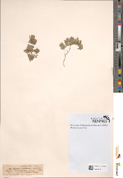spécimen de Alyssum parviflorum