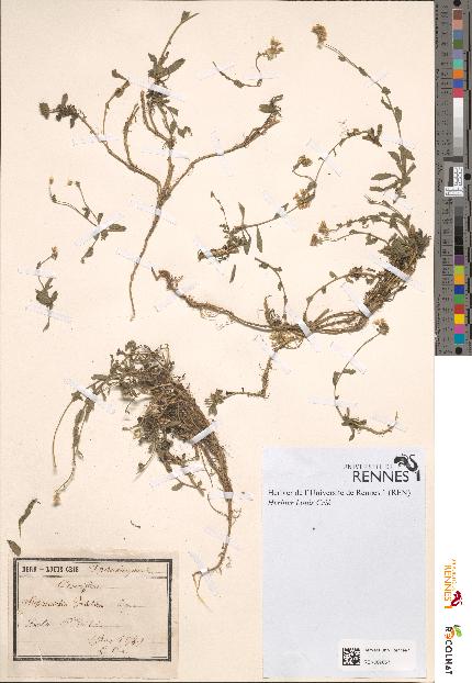 spécimen de Schivereckia podolica