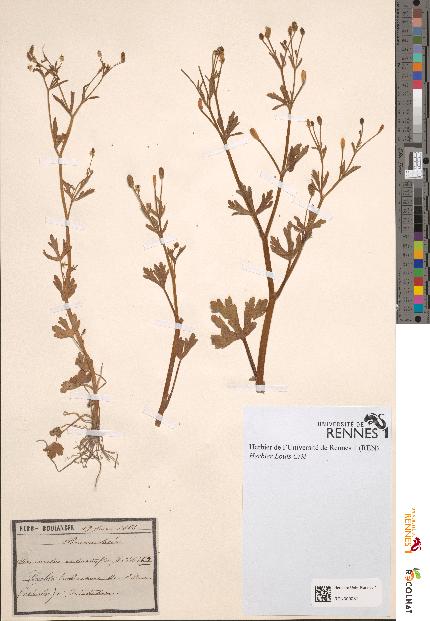 spécimen de Ranunculus sceleratus