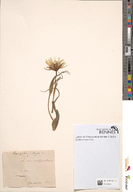 spécimen de Tragopogon major