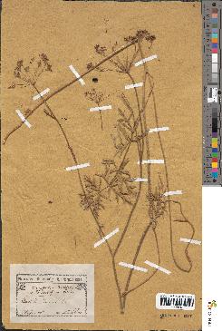 spécimen de Pimpinella anisum