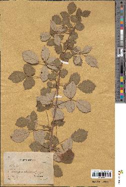 spécimen de Rubus sp.