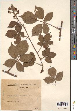 spécimen de Rubus vulgaris